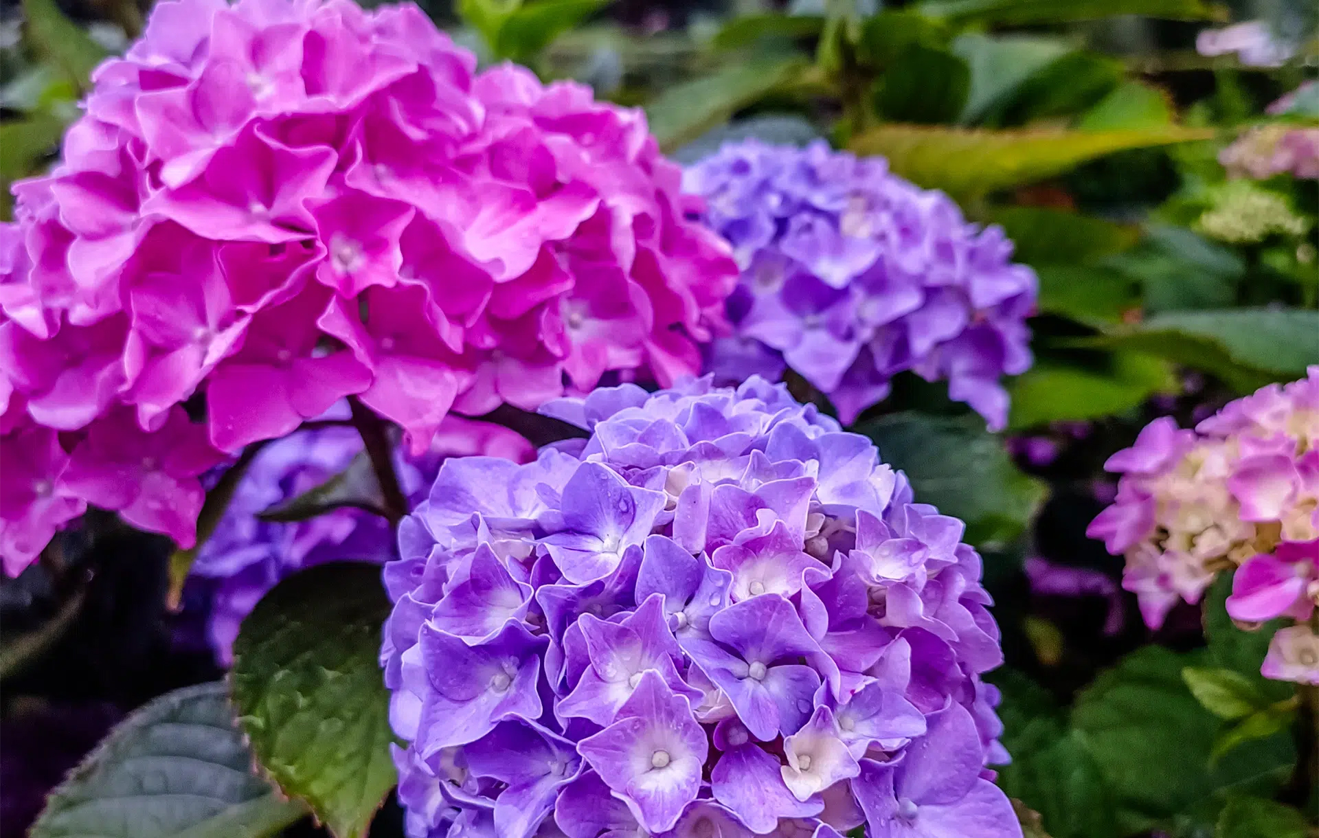 fleurs camping monaco parc