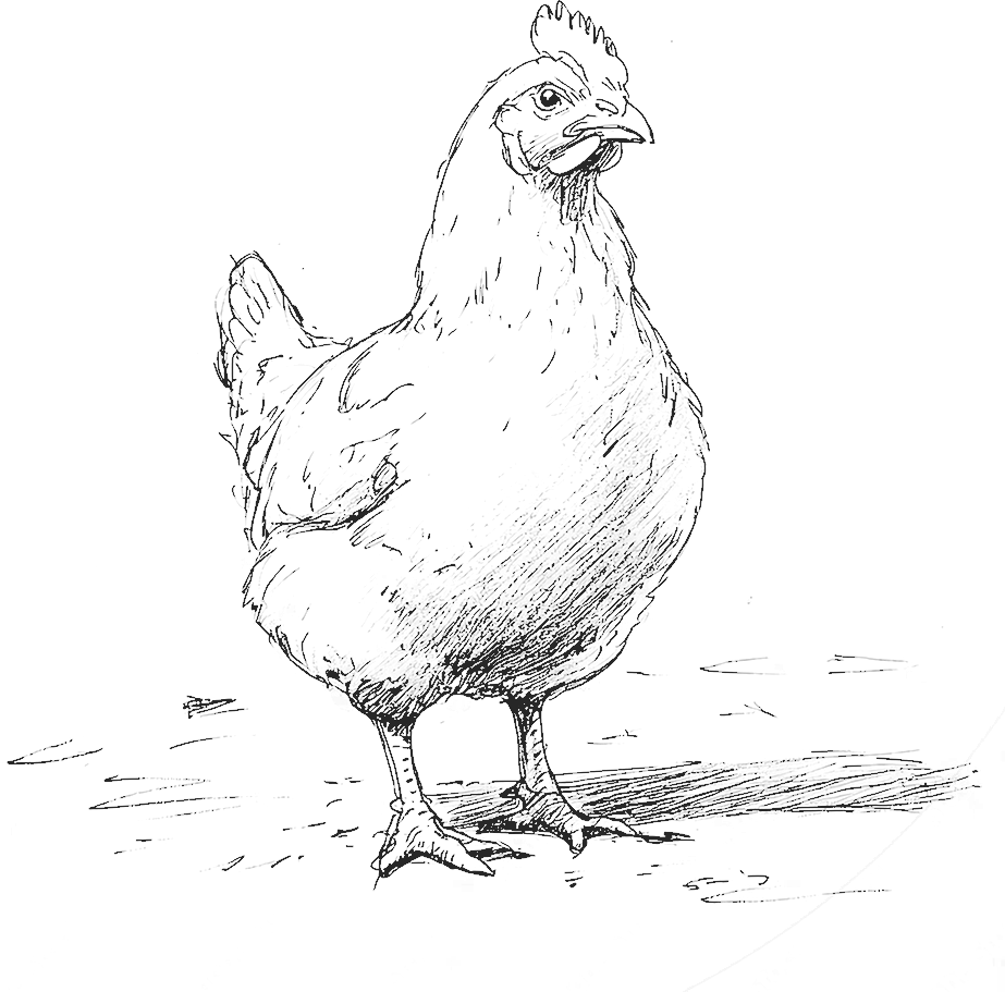 poule